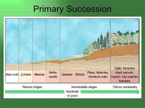 7. Primary Succession ... | Soil Food Web | Pinterest | Ecological succession and Food webs