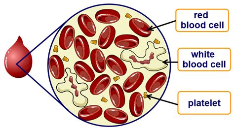 Blood Components - FORENSIC SCIENCE