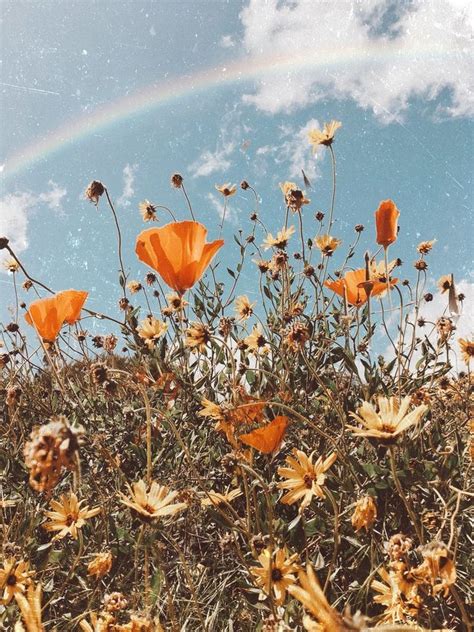 flower field | Flower aesthetic, Flower wallpaper, Aesthetic wallpapers