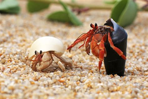 Biology: Hermit Crab: Level 2 activity for kids | PrimaryLeap.co.uk