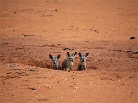 Adaptations of a Fennec Fox - Behavioral, Structural & Physiological ...