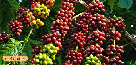 Famous Coffee Varieties at Vietnam - Việt Coffee