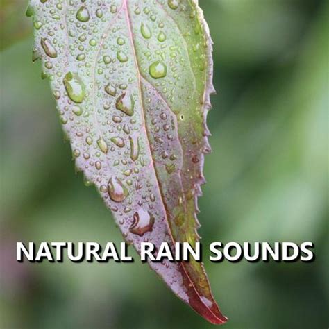 Dreary Sunset Rain Shower Sounds - Song Download from Natural Rain ...