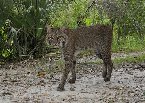 Bobcat - Big Cypress National Preserve (U.S. National Park Service)