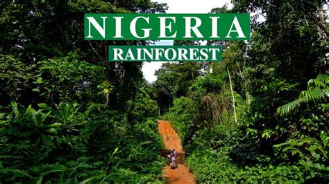 I explored Nigeria's Tropical Rain Forest to find - YouTube