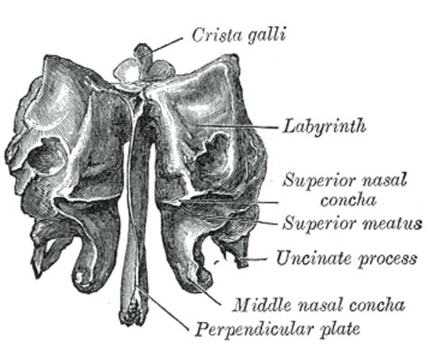 Nasal Concha Anatomy