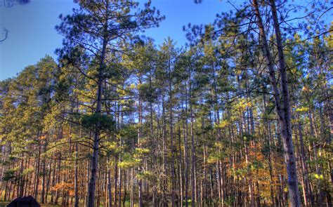 Trees in Kettle Moraine at Kettle Moraine North, Wisconsin image - Free stock photo - Public ...