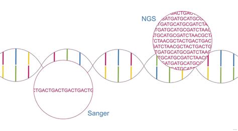 What are NGS adapters? Different structures and features