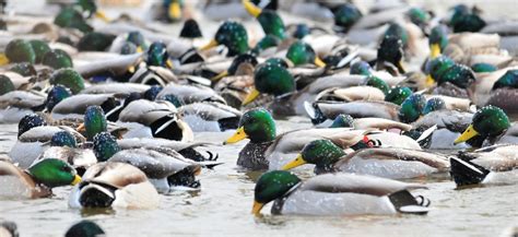 Duck Hunting: Tips for Midday Mallards