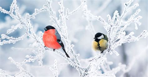 The Canadian Winter is Perfect for Birdwatching