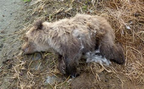 Recent Bear Deaths at Brooks River - Katmai National Park & Preserve (U ...