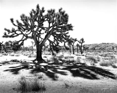 Desert Art Center gallery show explores Western landscape photography ...