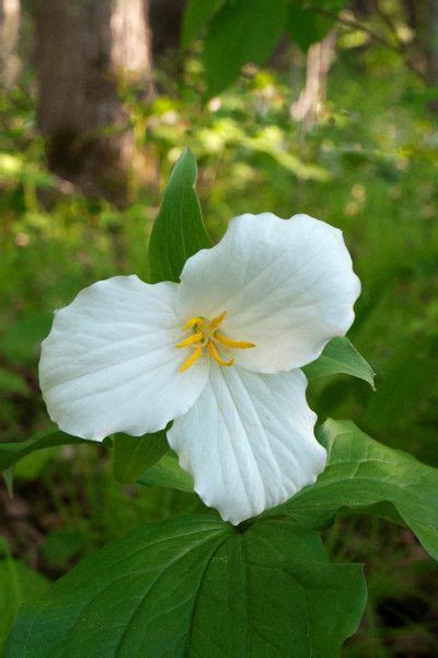 Minnesota Wildflowers - earlorfphotos | Wild flowers, Wildflower photo ...