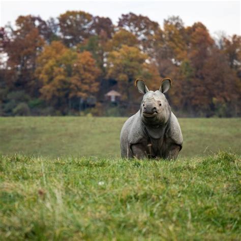 Greater One-horned Rhino | The Wilds