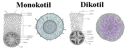 Perbedaan Akar Monokotil Dan Dikotil - Rajin Belajar