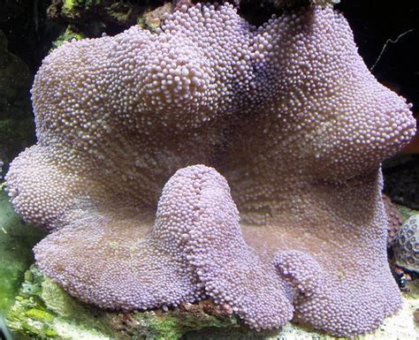 How to Care for Carpet Anemones - Captive Aquatics: An Aquarium and Ecology Blog