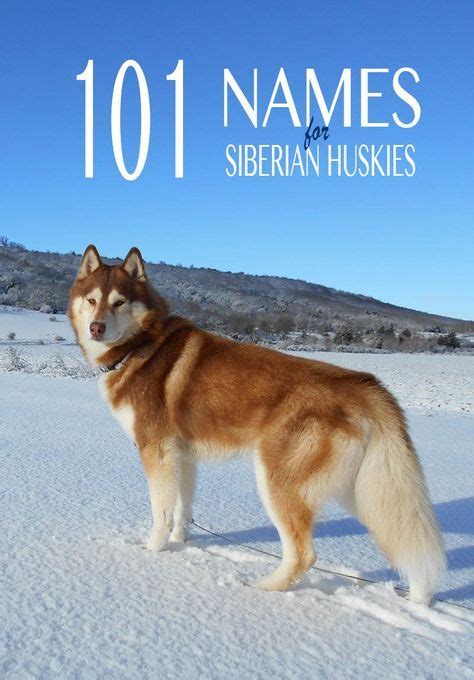 Husky Names - Great Name Ideas For Siberian and Alaskan Huskies | Husky ...