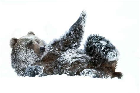 Winter means hibernation for some — but not all — of Kodiak’s bears ...