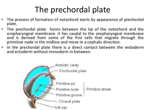 3. formation of notochord