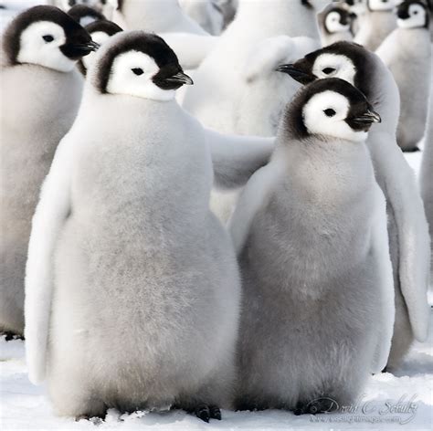 21 Adorable Photos of Animals Surrounded by the Snow