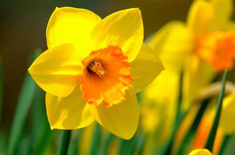 Daffodil Meaning: Significance and Symbolism of the Flower - Glenlivet ...