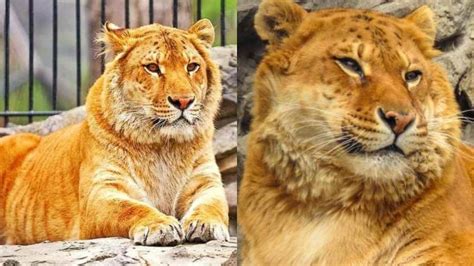 Impressive Hybrid Of a Lion And a Tiger! | What You Should Know About This Mind-Boggling Hybrid ...