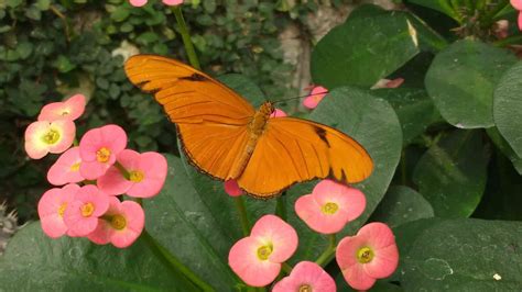 Tropical Butterfly House - Pacific Science Center