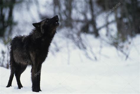 Wolf Howling in Snow Stock Photo by ©twildlife 12269979