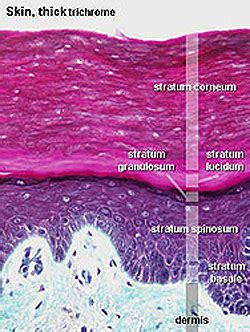 Human Skin Layers Microscope