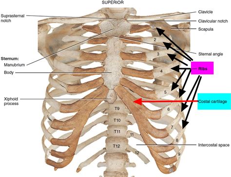 Broken Rib - Causes, Signs, Symptoms, Recovery Time & Treatment