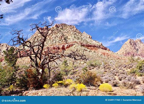 Spring Mountain National Recreation Area, Nevada, USA Stock Photo ...