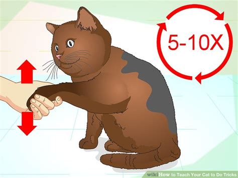 How to Teach Your Cat to Do Tricks: 15 Steps (with Pictures)