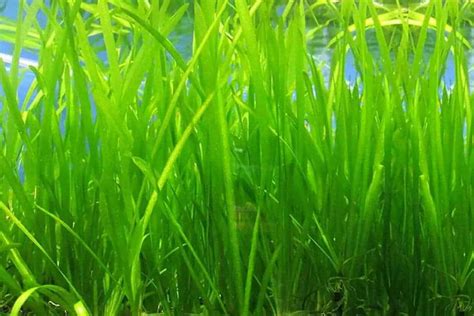 Vallisneria Care Guide – Planting, Growing, and Propagation - Shrimp and Snail Breeder