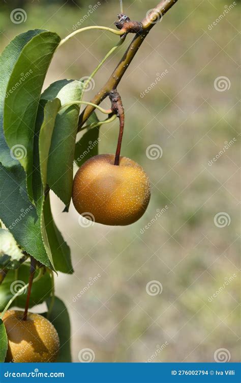 Japanese pear stock photo. Image of outdoors, japanese - 276002794