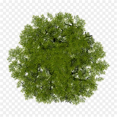 Výraz Limetka Vyjet tree top view png Strmé Republika Pole