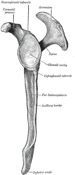 Shoulder Anatomy Function: bones, ligaments, cartilage, tendons, bursa