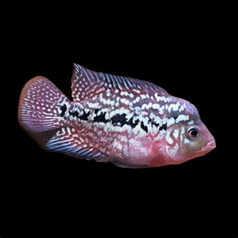 Flowerhorn Cichlid Full Moon Kamfa Malau 5cm Juvenile Male – Sims ...