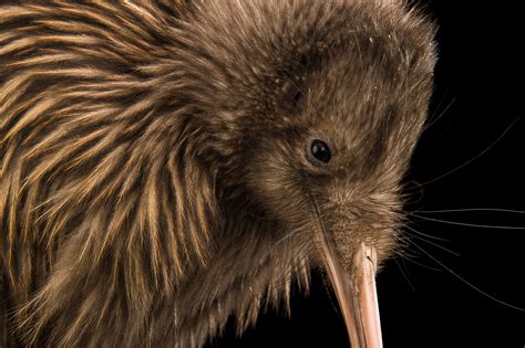 Rowi Kiwi | RARE: Creatures of the Photo Ark | Official Site | PBS