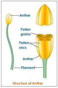 Flower parts | Parts of a flower, Biology lessons, Biology plants