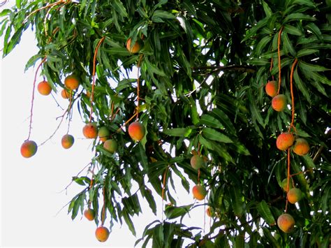 Free photo: Mango Tree - Food, Green, Health - Free Download - Jooinn