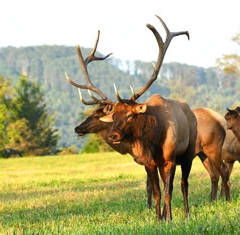 Tennessee Elk Dr. David Sloas Wildlife Photography TN Elk | Tennessee ...