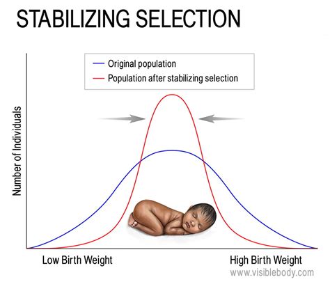 Stabilizing Selection