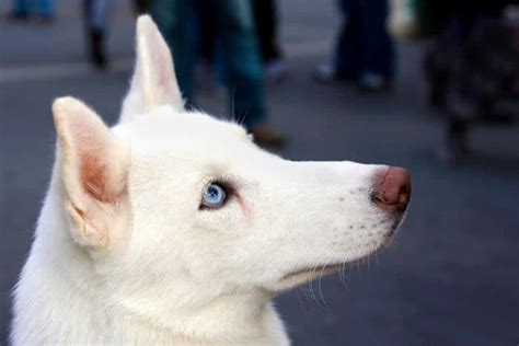 Blue-Eyed Dog Names – Nature, Color & Movie Inspired Names