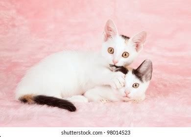 Munchkin Kittens Playing On Pink Background Stock Photo 98014523 ...