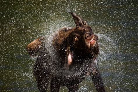 Fast Shutter Speed Photo Contest Finalists! - VIEWBUG.com