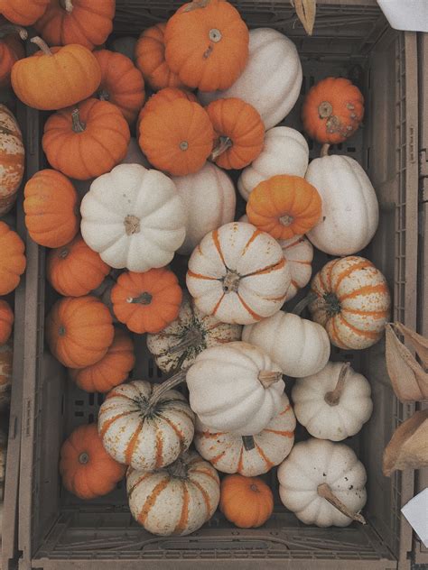 mini pumpkins are the best pumpkins. 🎃 | Pumpkin astethic, Autumn theme, Pumpkin