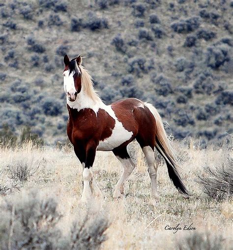 Wild Art | Fine Art America in 2022 | Horses, Horse breeds, Mustang horse