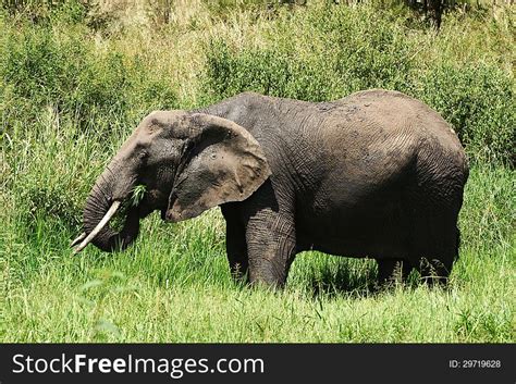 African Elephant Eating Grass - Free Stock Images & Photos - 29719628 ...