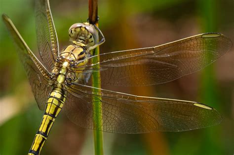 Dragonfly habitats — Life in a Southern Forest