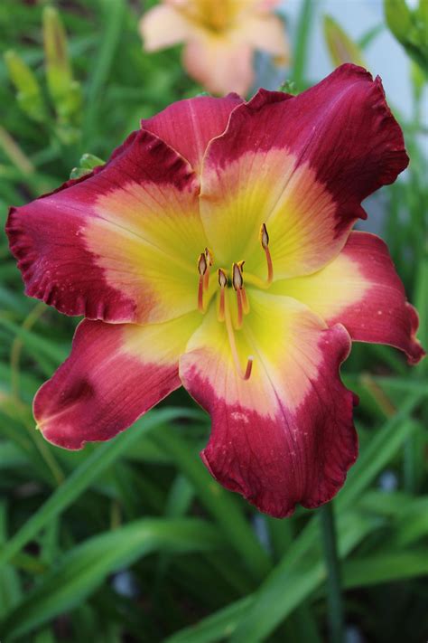 Daylily hybridizers: Show us your top 5 seedlings from last year in the Daylilies forum - Garden.org